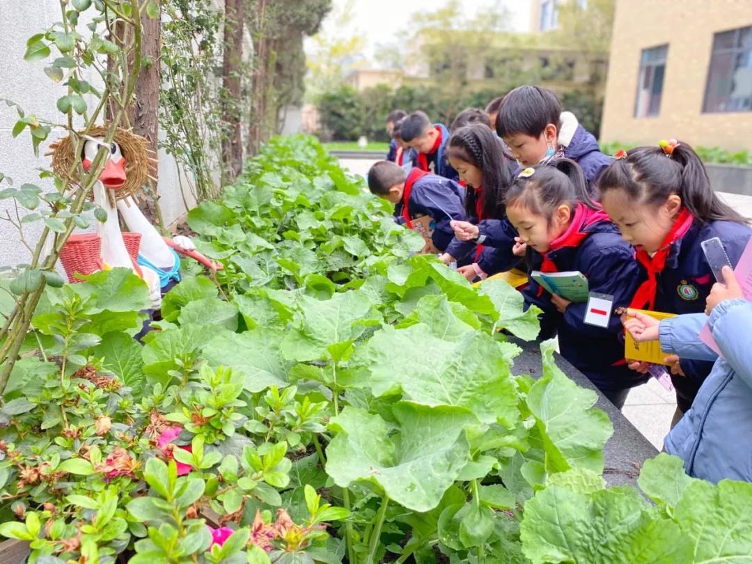 除草施肥护苗生 唯盼春来菜花黄——华中附小二年级劳动课程